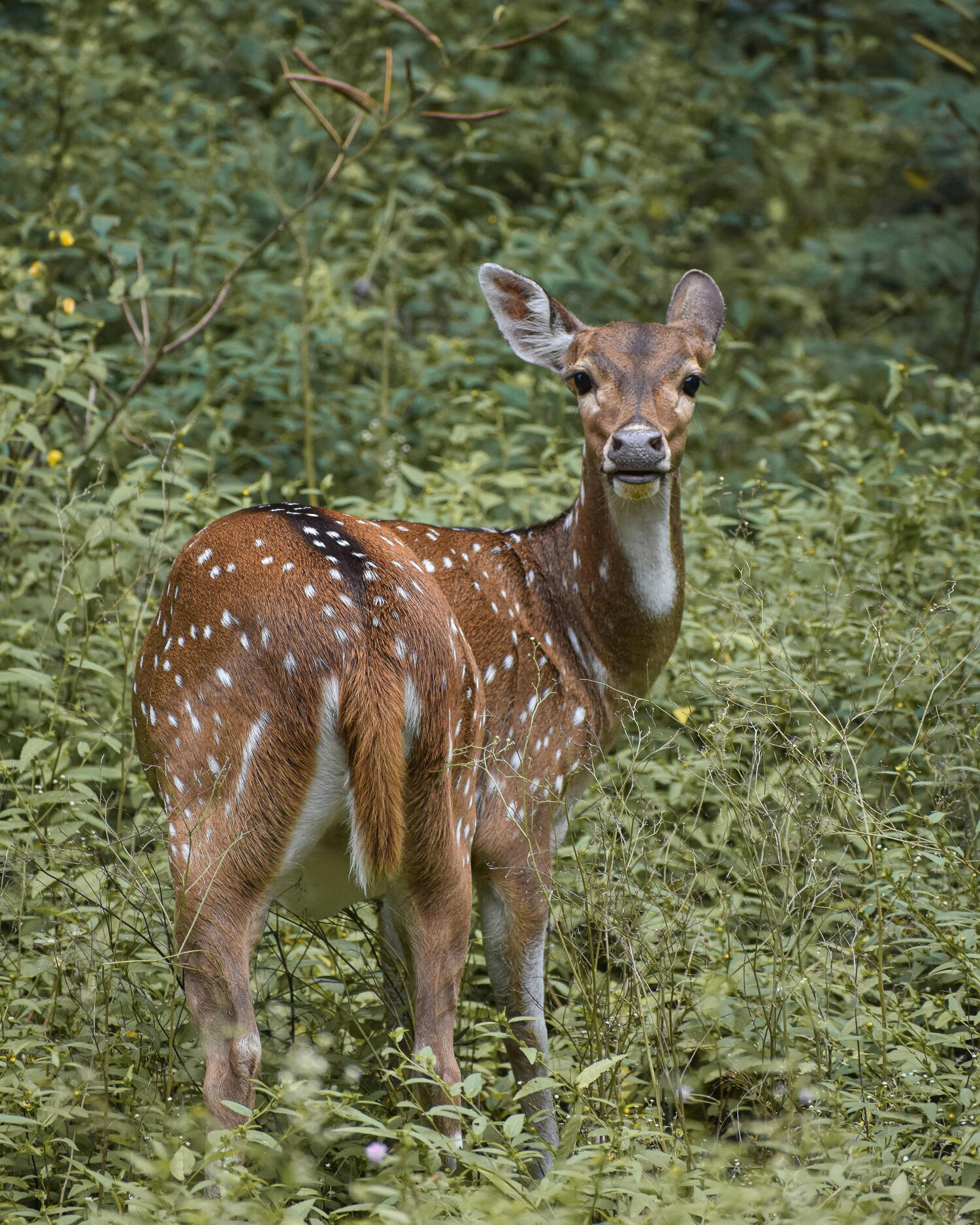 Deer in the wild