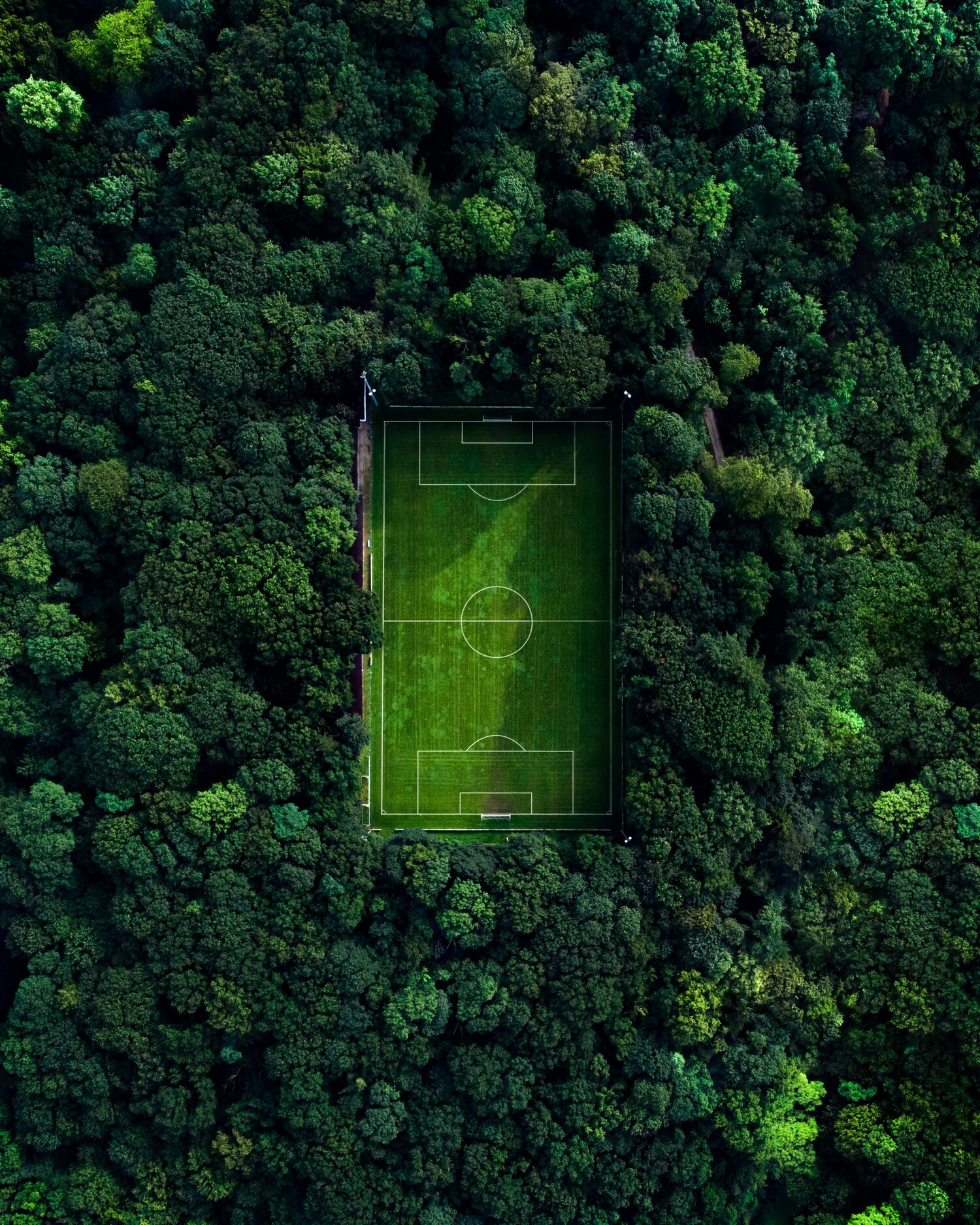 Field in forest